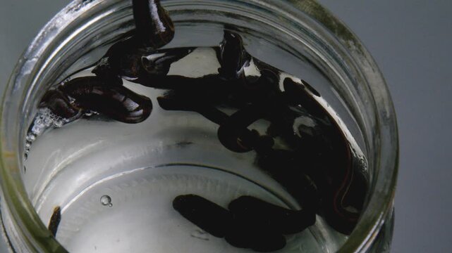 Medicinal Leeches Swimming in Glass Jar with Water Close Up