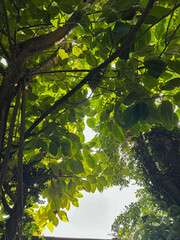 Fototapeta premium Looking Up at Lush Tropical Tree Canopy with Sunlit Green Leaves