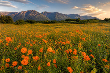 Obraz premium A vast field of orange wildflowers stretches across a landscape with rolling mountains under a bright sky.