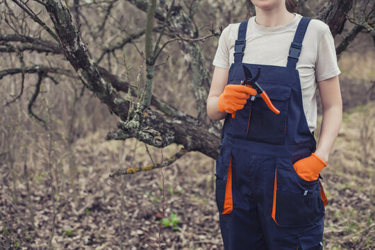 Worker holds pruning shears to cut branches on shrub in garden on clear day.