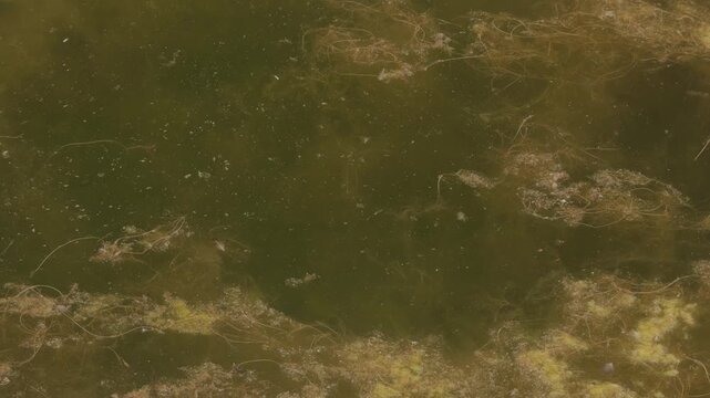 Close up view of still pond water with moss beneath surface