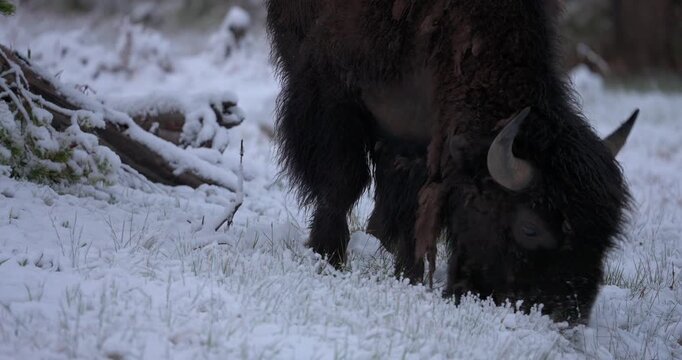 Mid shot of an American bison feeding through snow in a spring landscape. The animal briefly lifts its head to scan its surroundings before continuing to graze beneath the snow.