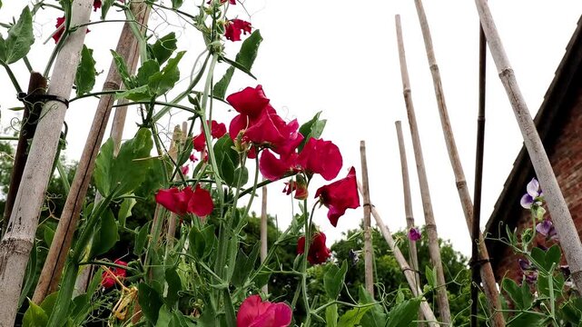 Pink sweet pea 'Millennium' in full bloom, displaying delicate flowers in shades of soft pink