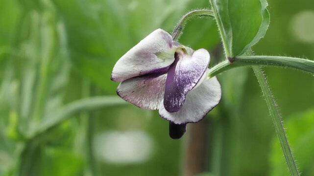 &ldquo;Nimbus&rdquo; sweet pea, single flower, close up