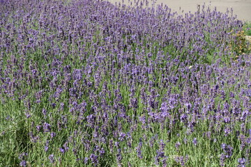 Obraz premium Profusion of purple flowers of lavender in July