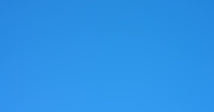 Wild North American bird of prey flying across an open sky. Wildlife footage capturing the grace and power of a raptor in flight within a natural environment.