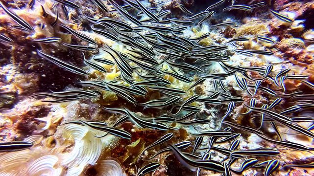 A dense school of juvenile striped eel catfish glides in synchronized formations above a tropical coral reef in the Philippines, creating mesmerizing underwater movement and natural group behavior.