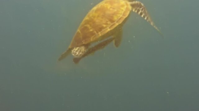 Sea turtle gracefully swims toward the ocean surface in the clear waters of Sogod Bay, Southern Leyte, Philippines, captured during a tropical scuba diving adventure.