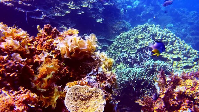 Vibrant coral reef covered with soft corals and reef life as a tropical damselfish swims through the clear waters of Southern Leyte, Philippines, showcasing a healthy marine ecosystem.