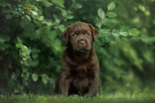 cute labrador retriever puppy sitting outdoors in summer