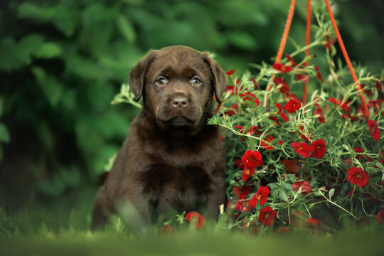 labrador retriever puppy portrait outdoors