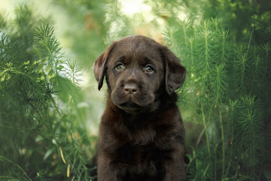 cute labrador retriever puppy portrait outdoors in summer