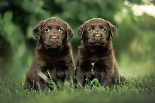 two cute labrador retriever puppies sitting outdoors in summer