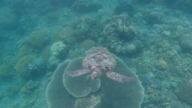 Overhead view showing a male green sea turtle (Chelonia mydas) ascending from the coral-rich seabed showing the prominent Tabling acropora (Acropora cytherea). Dauin, Philippines