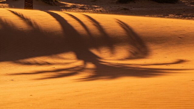 Long palm tree shadows stretch across rippled golden sand at sunset, creating an abstract tropical pattern perfect for travel and wellness branding backgrounds.