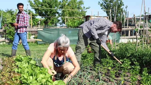 Group of diverse farmers working in organic vegetable patch