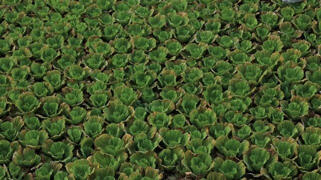 green grass background