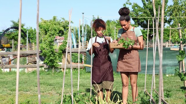 African american sisters farming in a vegetable patch