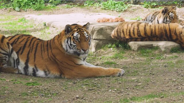  beautiful bengal tiger in zoo