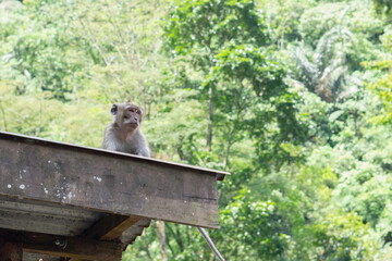 A monkey is sitting at the rooftop © Tito Rollis