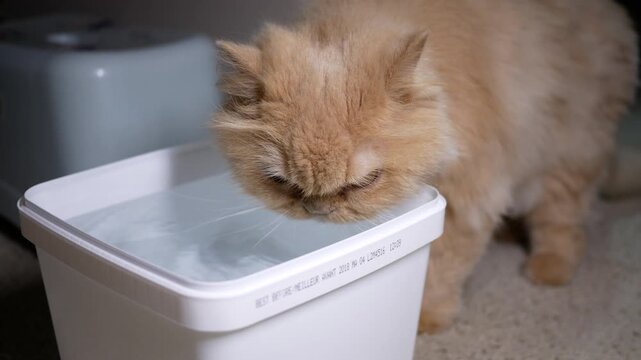 Ginger Persian Cat Drinking Water from a Plastic Container Indoors