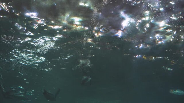  Diving penguin herd. Ocean underwater with marine animals. Sun rays passing through the water surface. 