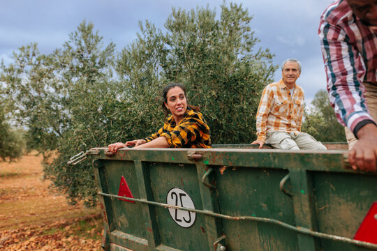 Farmers working at an olive farm, harvesting season