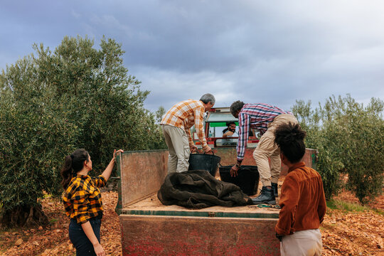Farm workers harvesting olives from olive trees