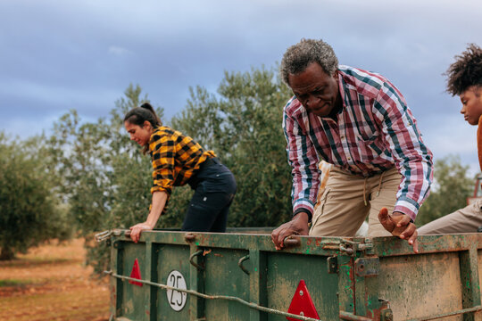 Farming family harvesting olives from a trailer