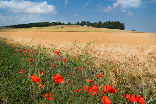 Sommer in der Eifel