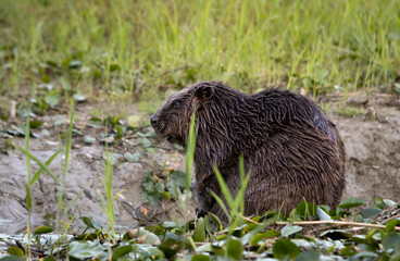 Beaver resting next to water © Dusan