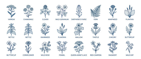 Hand drawn wild herbs and meadow flowers botanical collection © nanas