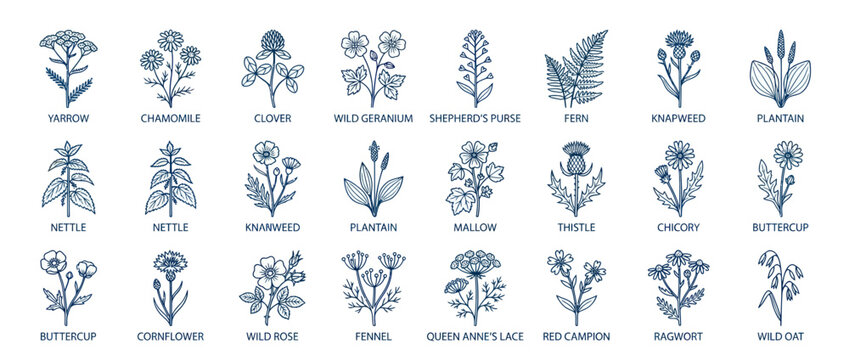 Hand drawn wild herbs and meadow flowers botanical collection
