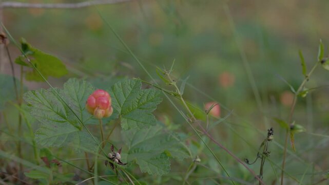 Close-up of an unopened cloudberry bud surrounded by green leaves in a forest with soft bokeh and natural light. Shallow depth of field creates a calm atmosphere
