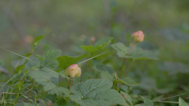 Close-up of an unopened cloudberry bud surrounded by green leaves in a forest with soft bokeh and natural light. Shallow depth of field creates a calm atmosphere