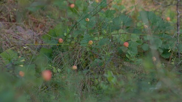 Several unripe cloudberries among green leaves, grasses, and soft forest undergrowth with muted natural light and copy space