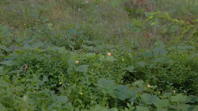 Several unripe cloudberries among green leaves, grasses, and soft forest undergrowth with muted natural light and copy space
