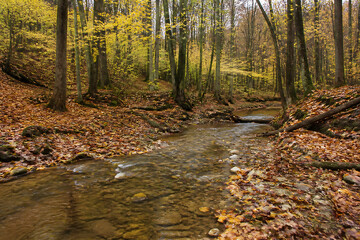 Naklejka premium A small stream flows through a dense, autumnal forest with yellow and brown foliage.
