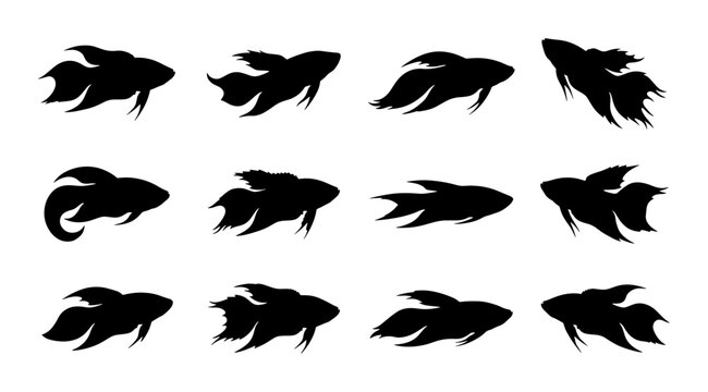 Betta Fish Silhouettes, Siamese Fighting Fish Vector Icons, Aquatic Animal Poses, Underwater Life Graphics, Black and White Marine Creature Collection