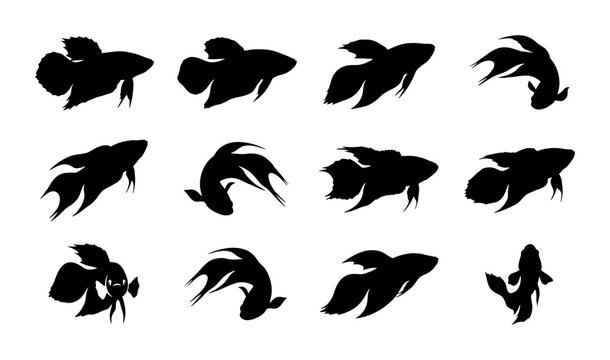 Betta Fish Silhouettes, Siamese Fighting Fish Vector Icons, Aquatic Animal Poses Collection, Underwater Creature Graphics