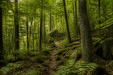 Naklejka premium A dense, lush green forest with tall trees and a winding dirt path leading toward some rocks.