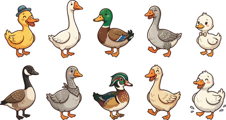 Cute cartoon duck and goose character set collection with different species of waterfowl birds isolated on a plain white background vector illustration © MdArif