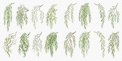 Set of weeping willow branches with green leaves, isolated on a transparent background, vector illustration. © Ytaja