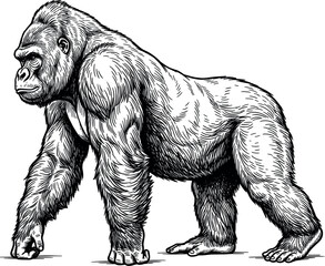 Hand drawn vintage gorilla silverback animal standing in profile view detailed ink scratchboard sketch isolated on a plain white background vector illustration © MdArif