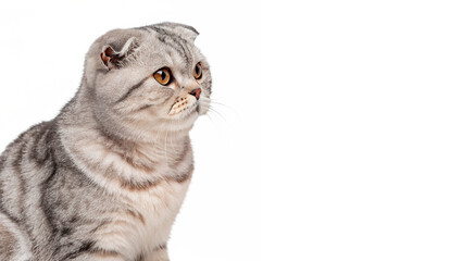 Cute domestic fluffy scottish fold cat pet sitting isolated on a transparent background © Boris
