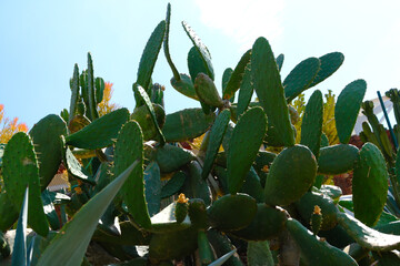 Green cactus plants in bright desert garden © Wang Dan