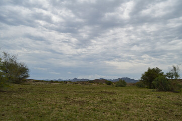 Fototapeta premium Grassland clouds over the forest landscape