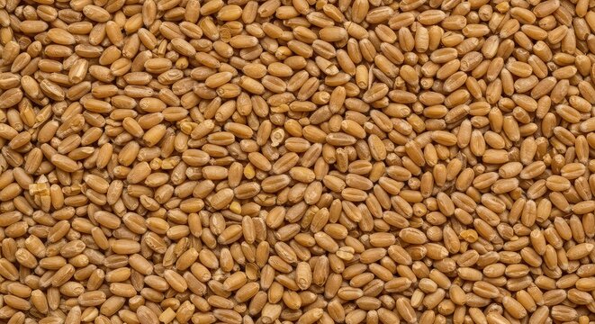 A tightly packed, uniform background made of countless golden wheat kernels, perfect for copy space or food preparation themes ,natural ,raw ,healthy eating
