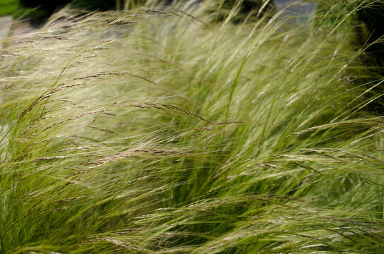 graminacea