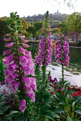 Pink foxglove flowers by a park lake © Wang Dan